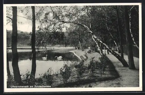 AK Berlin-Schlachtensee, Uferpromenade, Schwäne