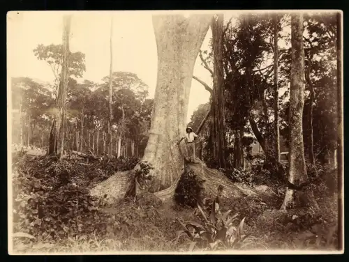 Fotografie Kolonien, Mann neben einem Baumriese im ausgerotteten Urwald, 1911