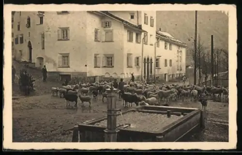 AK Campovasto, Dorfpartie mit Brunnen u. Schafherde
