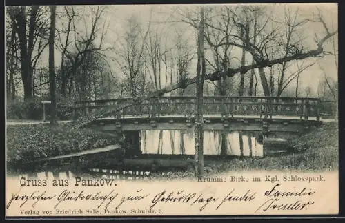 AK Berlin-Pankow, Krumme Birke im Kgl. Schlosspark