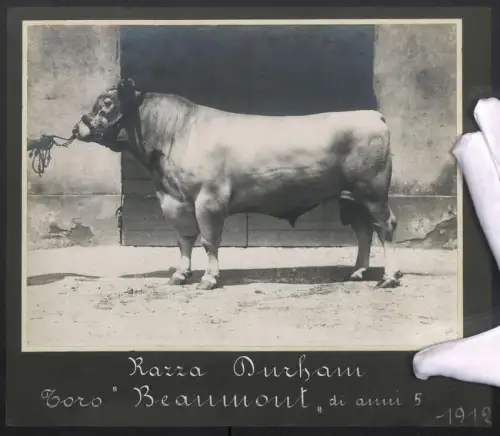 Fotografie Razza Durham Bulle Beaumont mit 5 Jahren, 1912