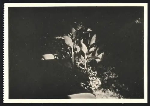 AK Graz, Blumengruppe bei Festbeleuchtung 1928