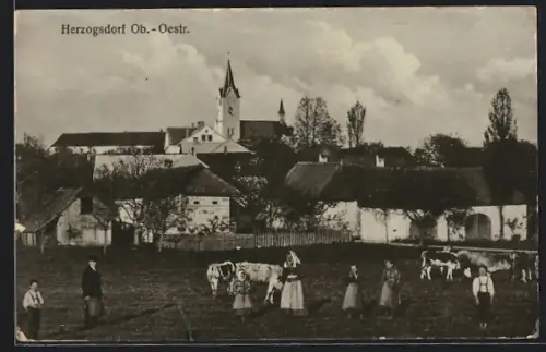 AK Herzogsdorf /Ob.Oestr., Kuhweide mit Blick zur Kirche