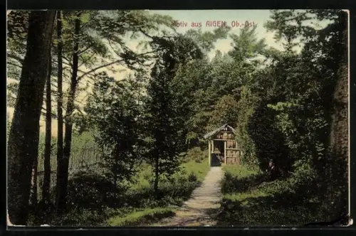 AK Aigen /Ob.-Öst., Waldweg zu kleiner Hütte