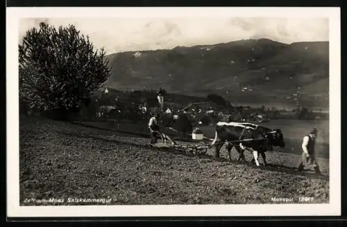 AK Zell am Moos, Ortsansicht mit Kirche, im Vordergrund pflügende Bauern