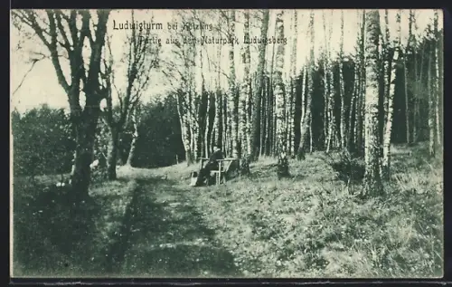 AK Kötzting, Ludwigturm, Partie aus dem Naturpark Ludwigsberg