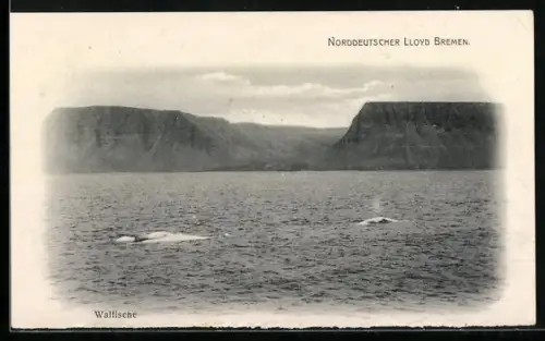 AK Bremen, Norddeutscher Lloyd, Walfische an der Wasseroberfläche