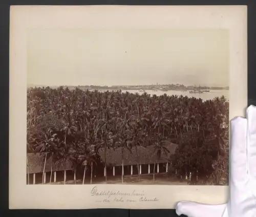 Fotografie W. L. H. Skeen, Colombo, Ansicht Colombo, Dattelpalmenhain vor Colombo, Blick nach der Stadt mit Hafen