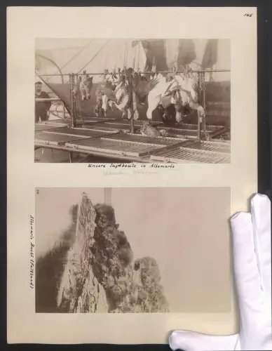 2 Fotografien unbekannter Fotograf, Ansicht Albemarle. Jagdbeute Wildenten und Wildgänse aus d. Albemarle Bucht Falkland