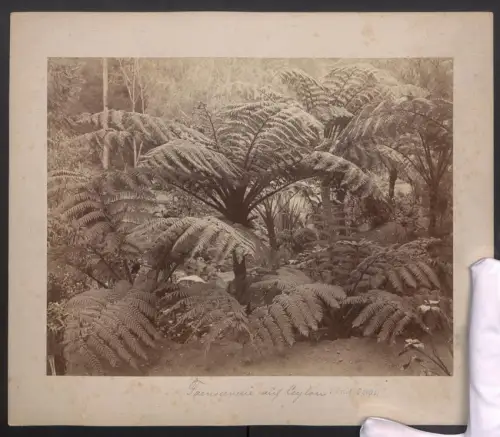 Fotografie unbekannter Fotograf, Ansicht Ceylon / Sri Lanka, Farnscenerie, Pfalnzen Farn