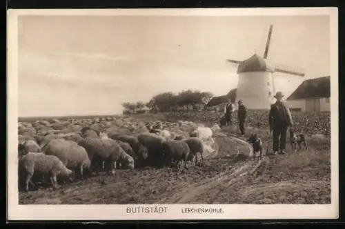 AK Buttstädt, Lerchenmühle, Schäfer mit seiner Schafherde, Windmühle