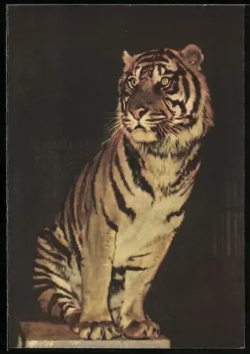 AK Zirkus Olympia, Tiger in der Manege