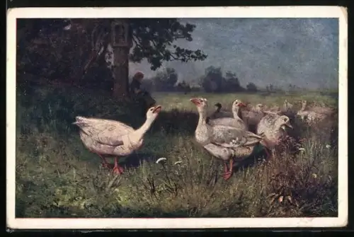 AK Deutscher Schulverein Nr.1389: Auf der Gänseweide