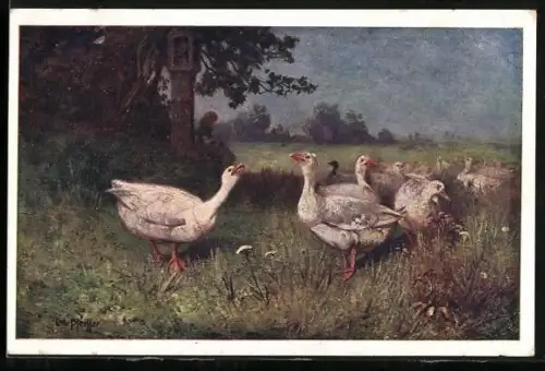 AK Deutscher Schulverein Nr.1389: Auf der Gänseweide