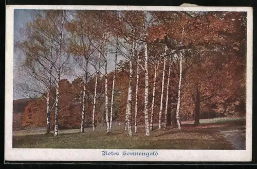 AK Deutscher Schulverein Nr. 881: Rotes Sonnengold, Birkenhain