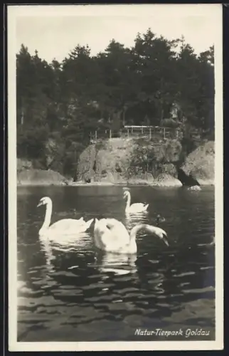 AK Goldau, Natur-Tierpark Goldau, Schwäne auf dem See