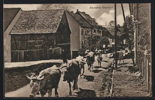 AK Albrechts /Suhl, Oberdorf, Strassenansicht mit Viehtrieb