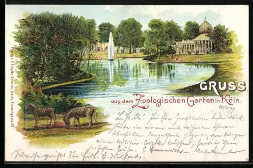 Lithographie Köln, Zebras im Zoologischen Garten