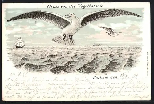 Lithographie Borkum, Gruss von der Vogelkolonie, Möwen