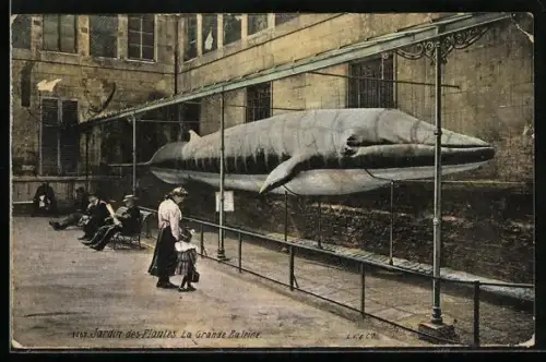 AK Jardin des Plantes, La Grande Baleine