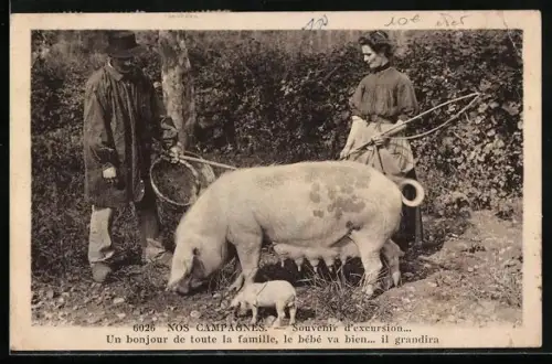 AK Schweinehirten mit säugendem Trüffelschwein und Ferkel