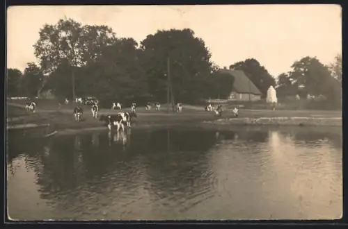 AK Hoisdorf, Kühe am Teich