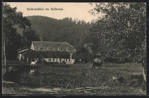 AK Selkemühle im Selketal, Mühle mit Kuh auf der Weide