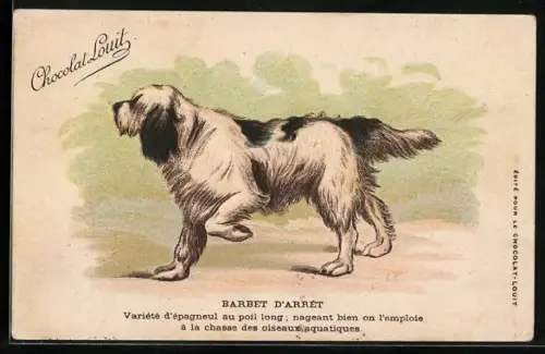 AK Chocolat Louit, Barbet d`Arrêt, Bernhardiner, Kakao