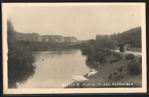 AK Berlin-Wedding, Partie in den Rehbergen mit Schwänen