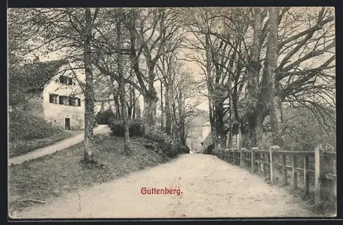 AK Guttenberg / Frankenwald, Blick in eine Allee mit Bäumen