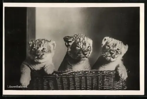 AK Halle, Drei Löwenbabies in einem Korb, Zoo