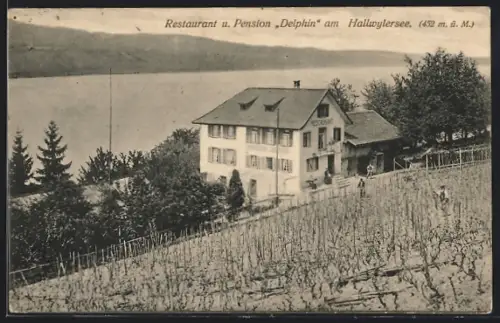 AK Meisterschwanden, Restaurant u. Pension Delphin Koch-Stäger am Hallwylersee, Ansicht von einem Weinberg