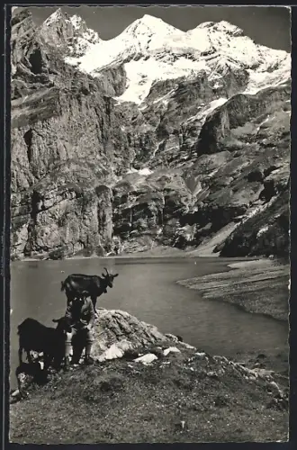 AK Blümlisalp, Hirte mit Ziegen am Oeschinensee