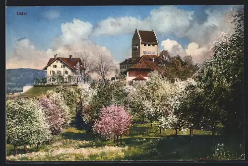 AK Uster, Ortspartie bei Baumblüte