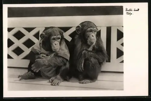 AK Halle, Zoologischer Garten, Schimpansenkinder Babu und Suse