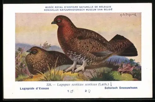 Künstler-AK Hubert Dupond: Vogel der Art Lagopus scoticus scoticus, Männchen und Weibchen