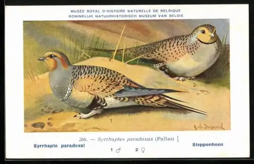 Künstler-AK Hubert Dupond: Musée Royal d'Histoire Naturelle de Belgique, Vogel-Serie: Steppenhoen