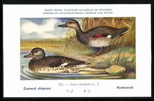 Künstler-AK Hubert Dupond: Canard chipeau