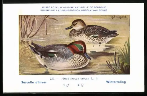 Künstler-AK Hubert Dupond: Sarcelle d`hiver, Anas crecca crecca