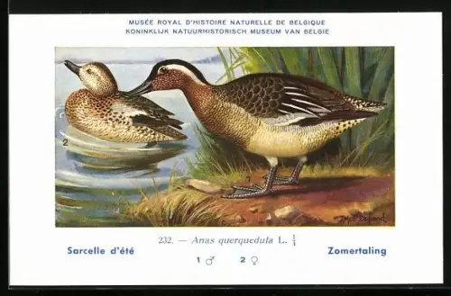 Künstler-AK Hubert Dupond: Sarcelle d`été, Anas querquedula, Erpel und Ente