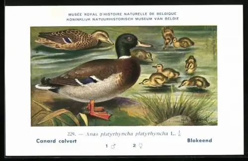 Künstler-AK Hubert Dupond: Canard colvert, Anas platyrhyncha platyrhyncha