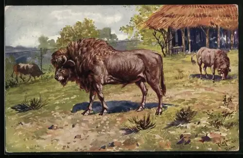 Künstler-AK Roma, Giardino Zoologico, Bisonti, Bisons im Zoo