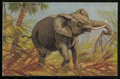 AK Elefant streift durch das Unterholz