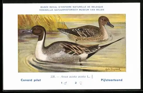 Künstler-AK Hubert Dupond: Canard pilet, Anas acuta acuta