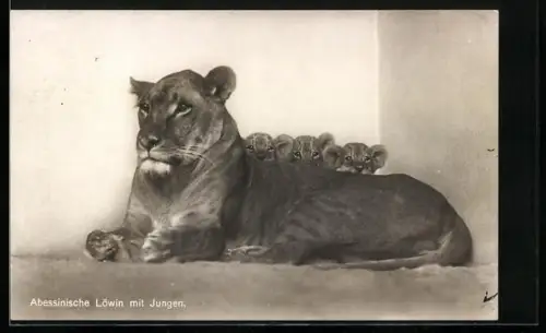 AK Berlin, Zoologischer Garten, abessinische Löwin mit Jungen