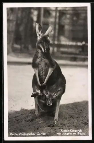 AK Berlin, Zoologischer Garten, Riesen-Känguruh mit Jungtier im Beutel