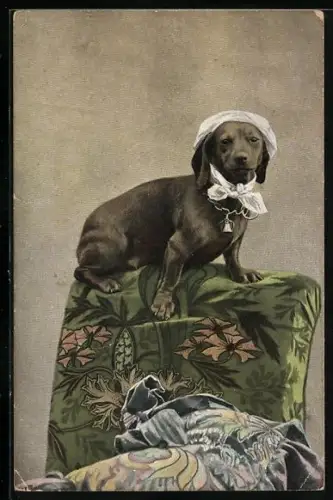AK Ein Dackel sitzt auf dem Kissen mit Kopftuch und Glöckchen am Halsband