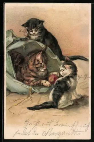 AK Katzenmama und ihre jungen Kätzchen beim Spiel an der Tüte