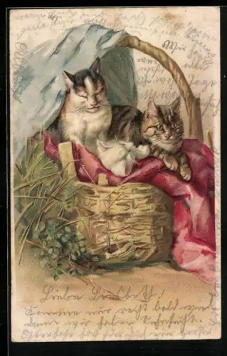 Lithographie verschmuste Katzen in Korb