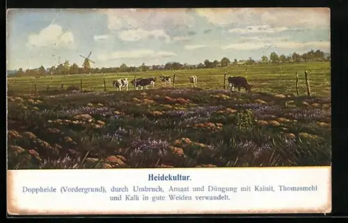 AK Heidekultur, Doppheide, Kühe, Windmühle, Reklame für Kali-Dünger